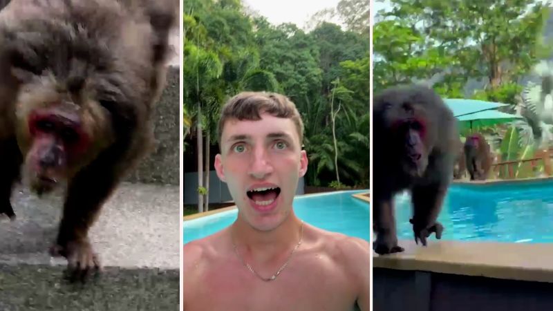 Video: Monkeys chase traveler