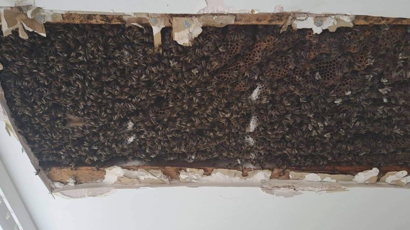 shows 180,000 bees living in a bedroom ceiling