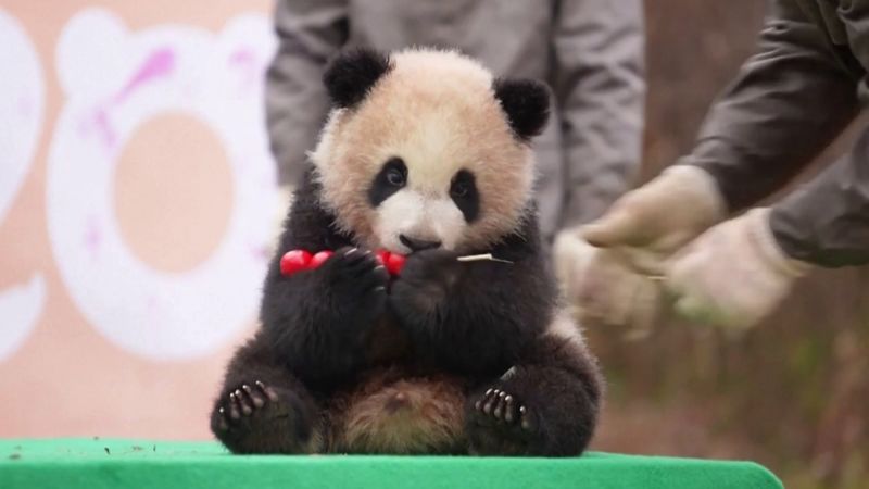 Giant Pandas Qing Bao, Bao Li Debut at National Zoo