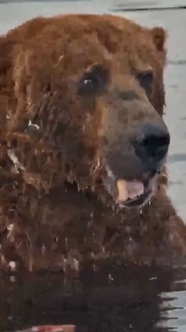 THUMBNAIL fat bear week 1 vrtc.jpg