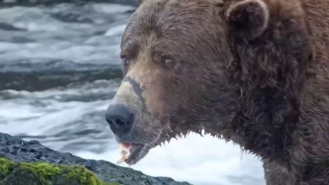 thumbnail fat bear .jpg