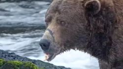 thumbnail fat bear .jpg