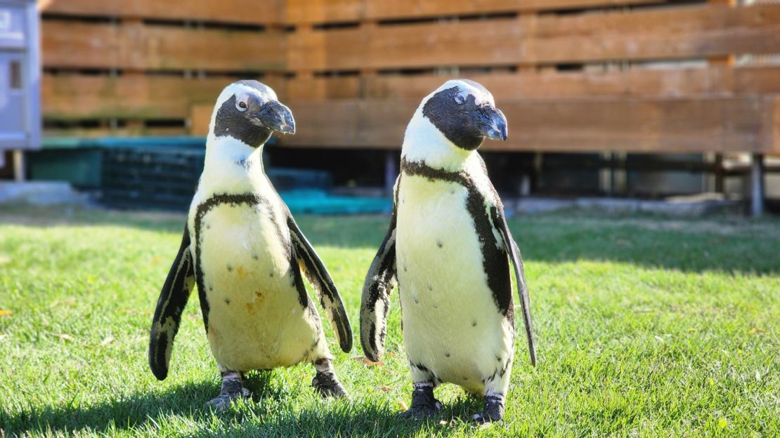 Pen, left, stands alongside her partner, Gan.