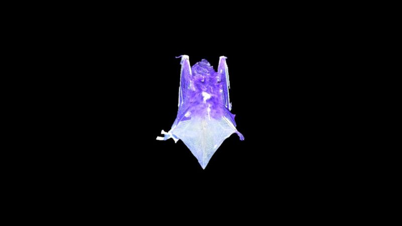 Certain species of bats can glow under UV light. Scientists don’t know why Certain species of bats can glow under UV light. Scientists don’t know why
