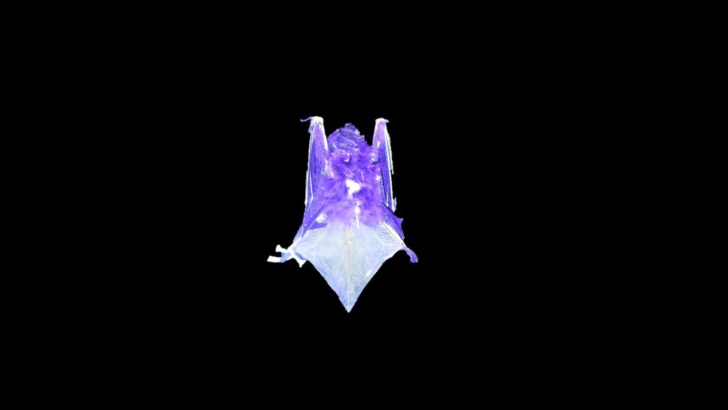 The wings and hind limbs of six species of North American bats gave off a glow under ultraviolet light, a new study found.