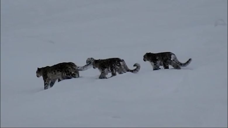 thumbnail pakistan snow leopards 1.jpg