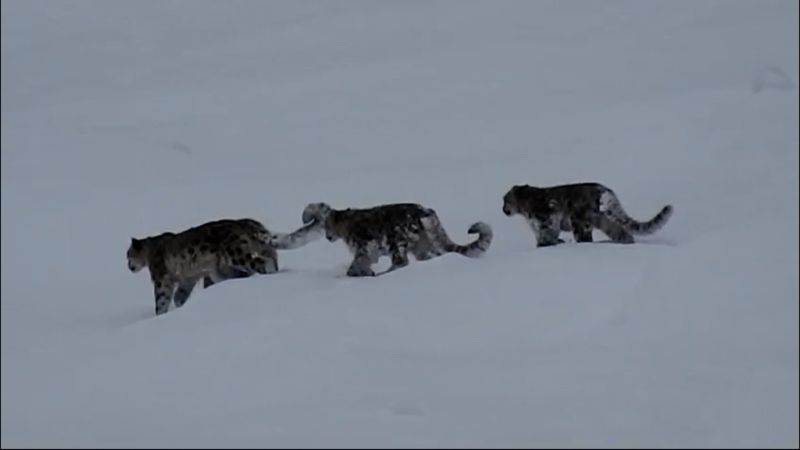 Rare sighting of four snow leopards together sparks frenzy of excitement