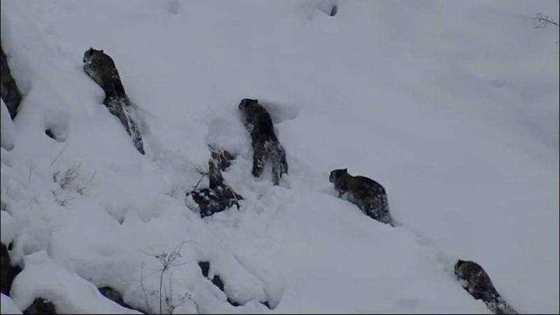 See rare footage of snow leopards in Pakistan