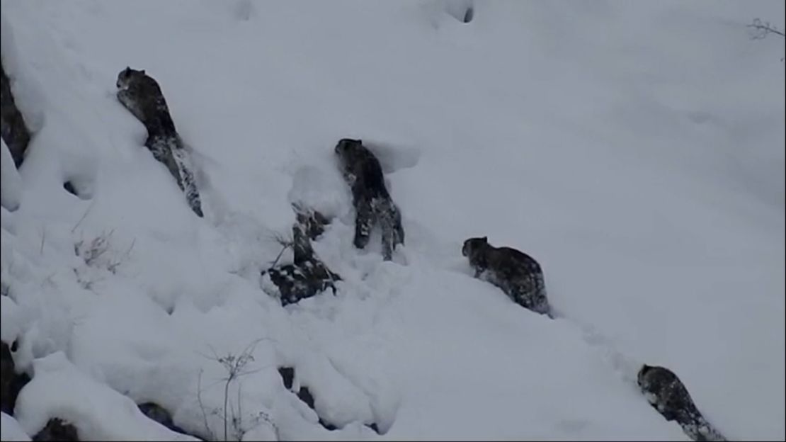 The four snow leopards were spotted in on a snowy cliff in the Central Karakoram National Park, Northern Pakistan.