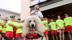 thumbnail poodle lifeguard 2.jpg