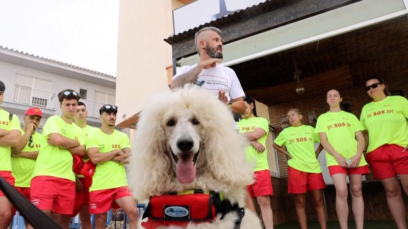Poodle becomes rare addition to lifeguard team in Spain