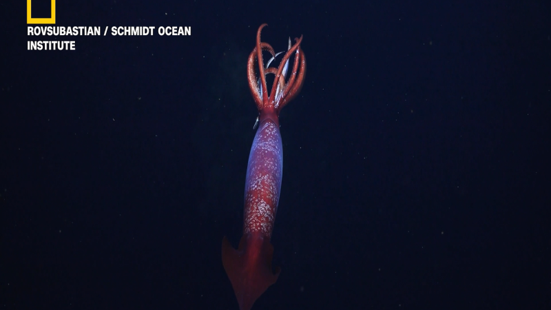 Rare deep-sea squid filmed alive for first time