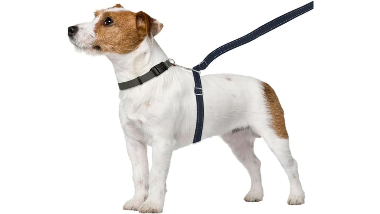 Thunderleash No-Pull Dog Leash product card cnnu.jpg