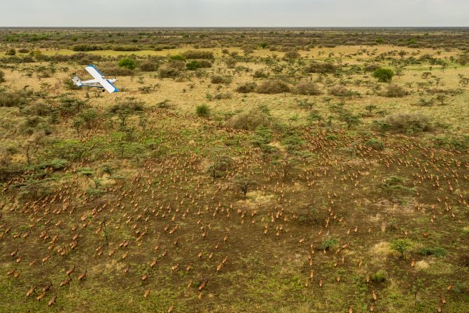 To measure the migration, scientists carried out an aerial survey, with a plane flying over transects of land at a constant height above ground. The method is commonly used to assess the distribution of wild animals in large open spaces and was previously done in the region in the 2000s and the 1980s. But the recent results showed that the migration had increased significantly since then.