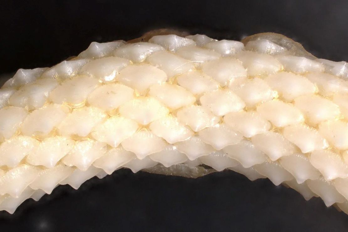 Los dientes planos y en forma de placa de un tiburón de los pozos se observan en el experimento de la Universidad de Auckland realizado entre mayo de 2021 y abril de 2022.