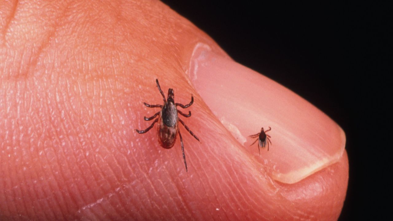 tick-bites-treatment-safety digvid-image2.jpg