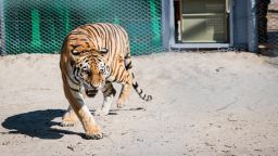 Two captive tigers were released in a semi-natural enclosure in Kazakhstan's Ile-Balkhash Reserve in September 2024, the first in the region in more than 70 years.