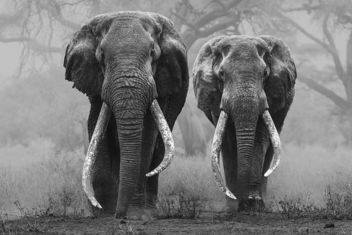 Pictured here are Tim and Craig. Veronesi says<strong> </strong>seeing two super tuskers of this size together is extremely rare.<strong> </strong>