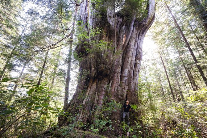 A gargantuan western cedar in British Columbia, Canada, measuring over 17 feet wide and 151 feet tall. The winning photograph was taken by TJ Watt, co-founder of The Ancient Forest Alliance which protects ancient trees in the region.