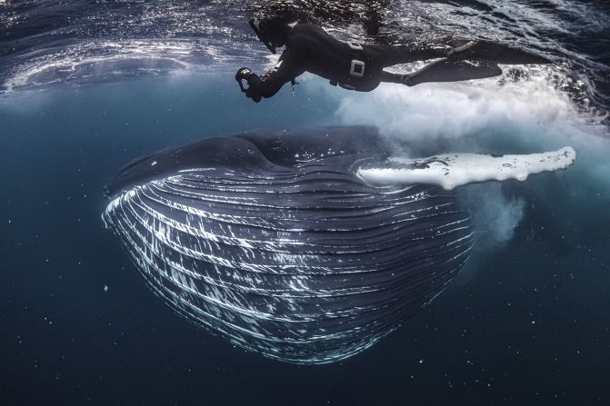 A humpback whale feeding on Atlantic herring, by Tobias Friedrich, is nominated in the adventure category.