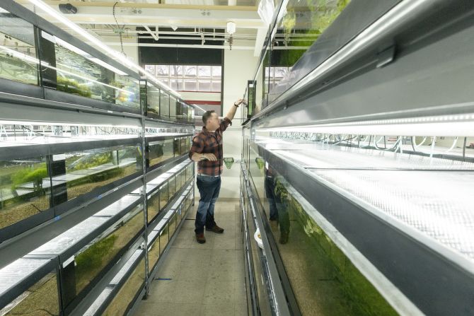 Michael Tobler, pictured above with his fish tanks at the University of St Louis, Missouri, is one of many collectors who conserve endangered species of freshwater fish, keeping “insurance populations” in case they go extinct in the wild. Tobler collects and researches goodeids, freshwater fish endemic to Mexico and some parts of the US.