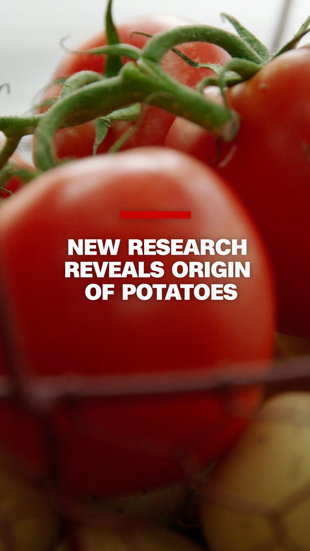 Tomato Potato VRTC.jpg