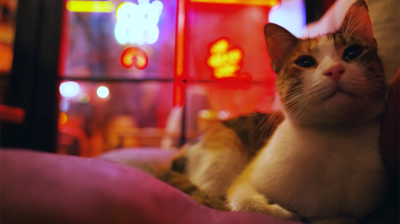 trax gatos.00_00_01_23.Still002.png