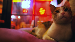 trax gatos.00_00_01_23.Still002.png
