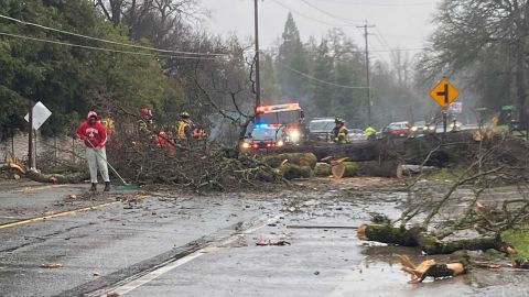 Tree falls on cars