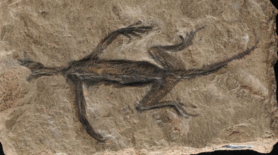 The fossil, discovered in 1931, was thought to be a well-preserved specimen until new research revealed it to be largely a forgery.