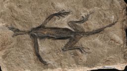 Tridentinosaurus antiquus was discovered in the Italian alps in 1931 and was thought to be an important specimen for understanding early reptile evolution - but has now been found to be, in part a forgery. Its body outline, appearing dark against the surrounding rock, was initially interpreted as preserved soft tissues but is now known to be paint.