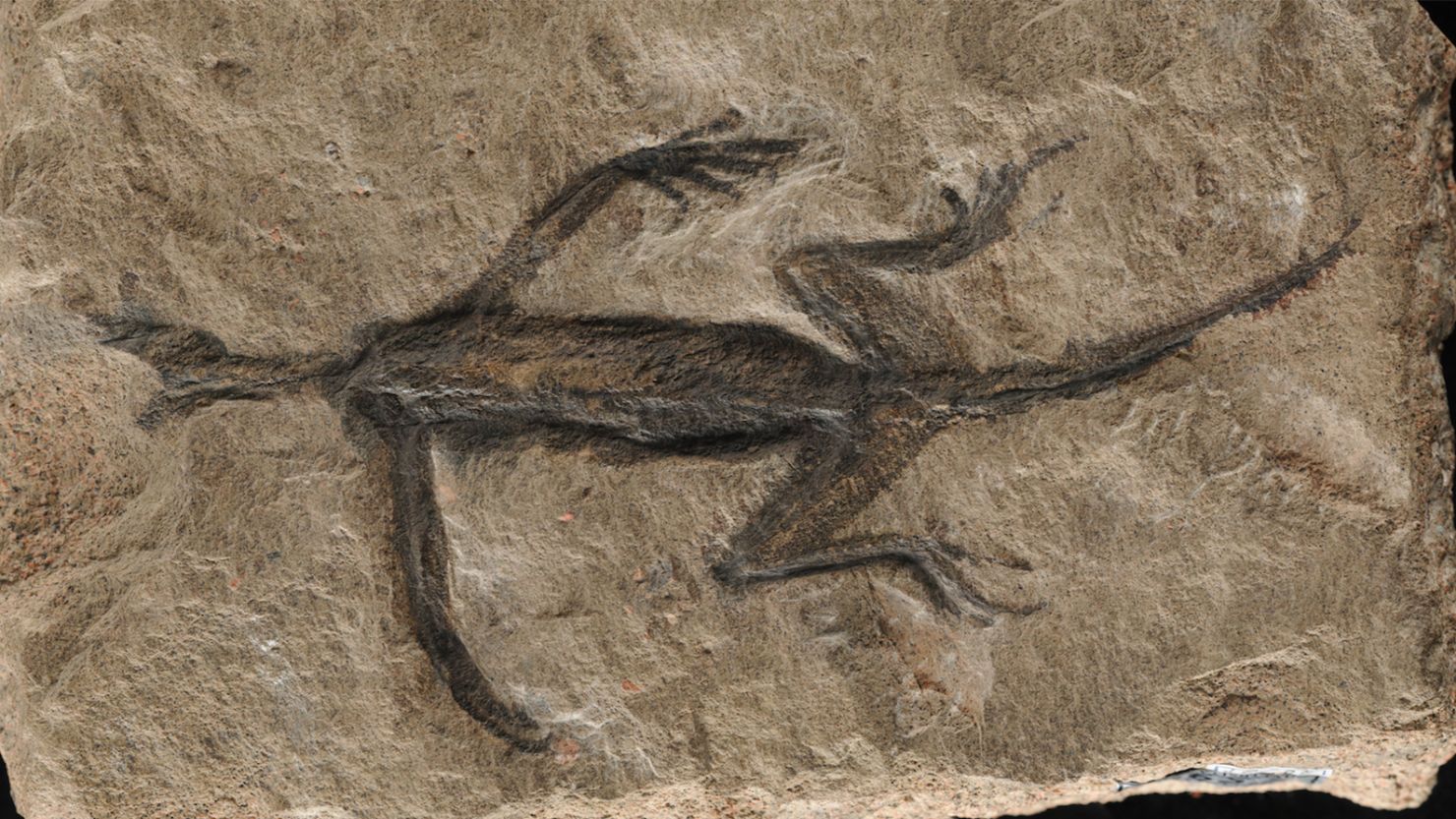 The fossil, discovered in 1931, was thought to be an ancient reptile. Now, researchers are questioning its true nature.