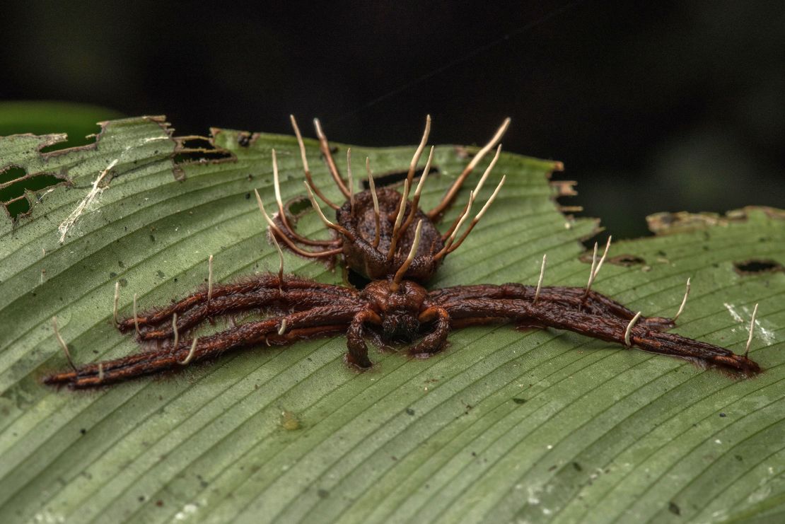 A spider that has been killed by an entomopathogenic fungus.