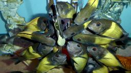 Pam Chin’s <em>Tropheus sp. Black Ikola </em>fish, cichlids from Lake Tanganyika, are fed in their tank.