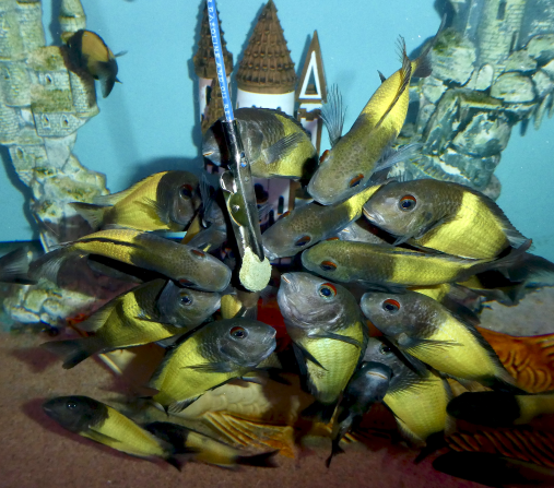 Collectors interact through online forums and conventions, sharing tips about breeding and maintenance, and exchanging fish. In this picture, Pam Chin’s <em>Tropheus sp. Black Ikola </em>fish, cichlids from Lake Tanganyika, are fed in their tank.