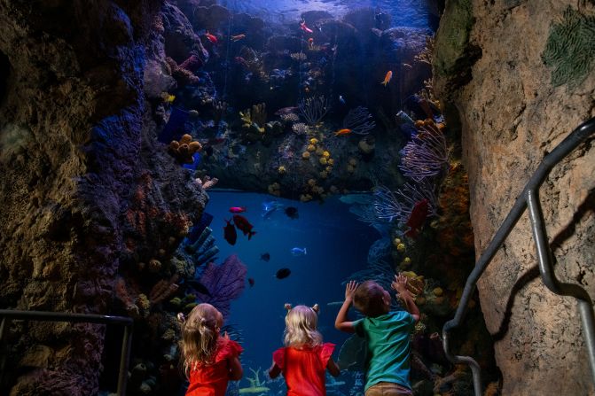 <strong>Zoo and aquarium:</strong> Point Defiance Zoo & Aquarium just unveiled a $7 million overhaul of the tropical reef aquarium.