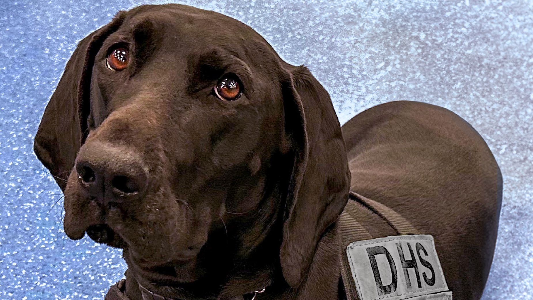 TSA’s 2024 canine calendar will melt your travelin’ heart CNN