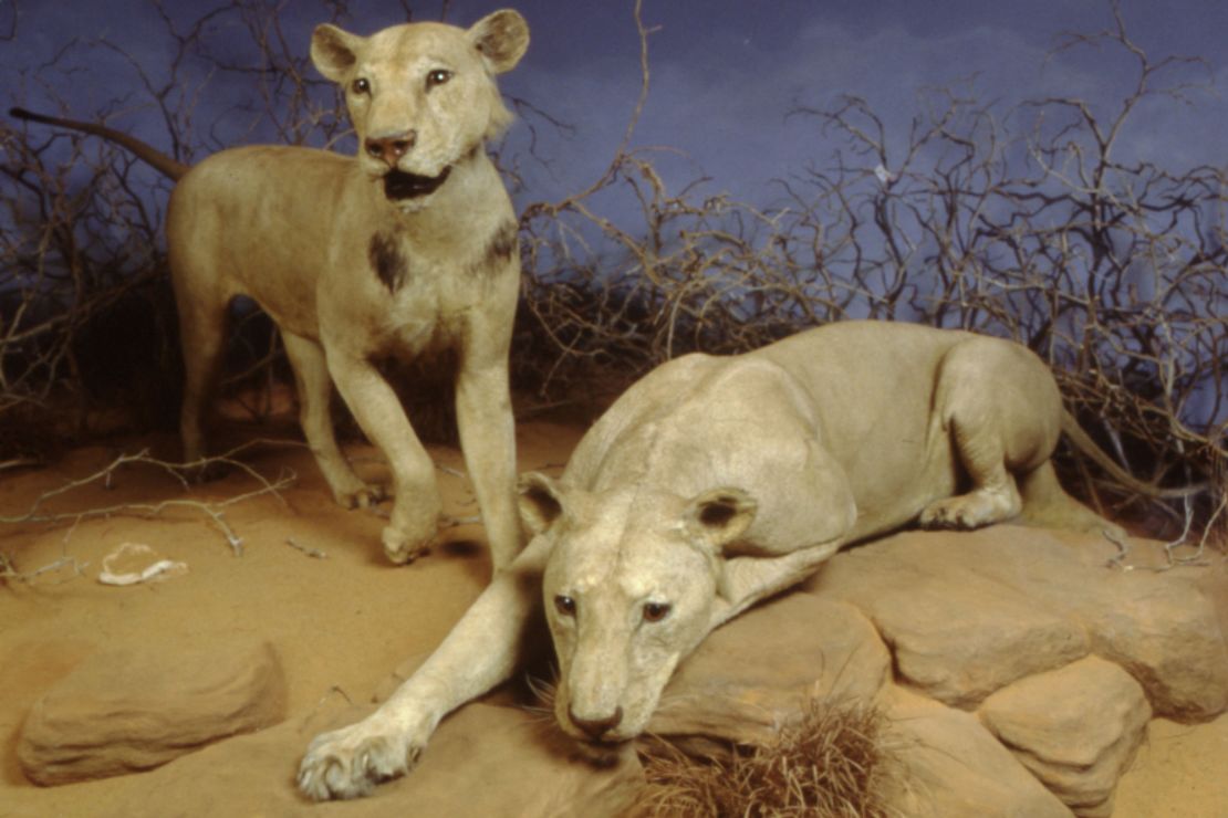 Beide leeuwen werden als taxidermische exemplaren gemonteerd en tentoongesteld in het Field Museum of Natural History in Chicago.