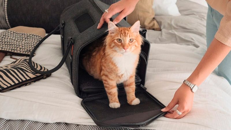 Top paw clearance soft sided carrier