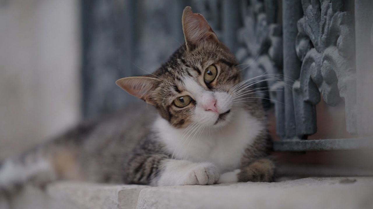 These Cats Are The Celebrity Residents Of Istanbul 