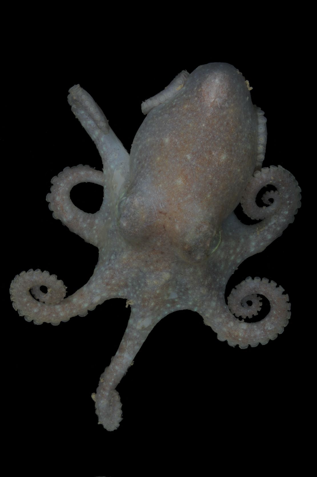 The team studied genetic information from Turquet's octopus, which is pictured above.