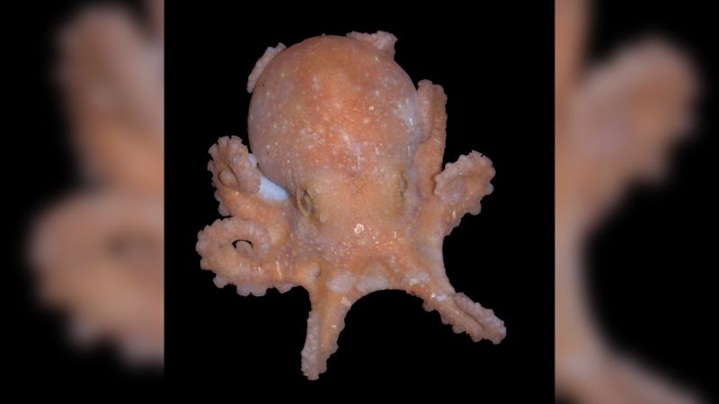 ДНК на октопод може да съдържа ключ към бъдещо покачване на морското равнище