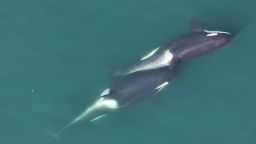 Two-whales-allokelping,-with-a-small-length-of-kelp-stem-visible-between-them.-Center-for-Whale-Research,-NMFS-NOAA-Permit-27038.jpg