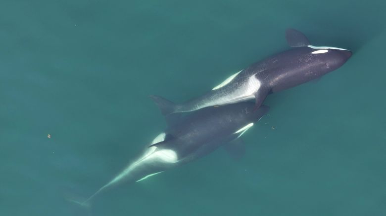 Two-whales-allokelping,-with-a-small-length-of-kelp-stem-visible-between-them.-Center-for-Whale-Research,-NMFS-NOAA-Permit-27038.jpg