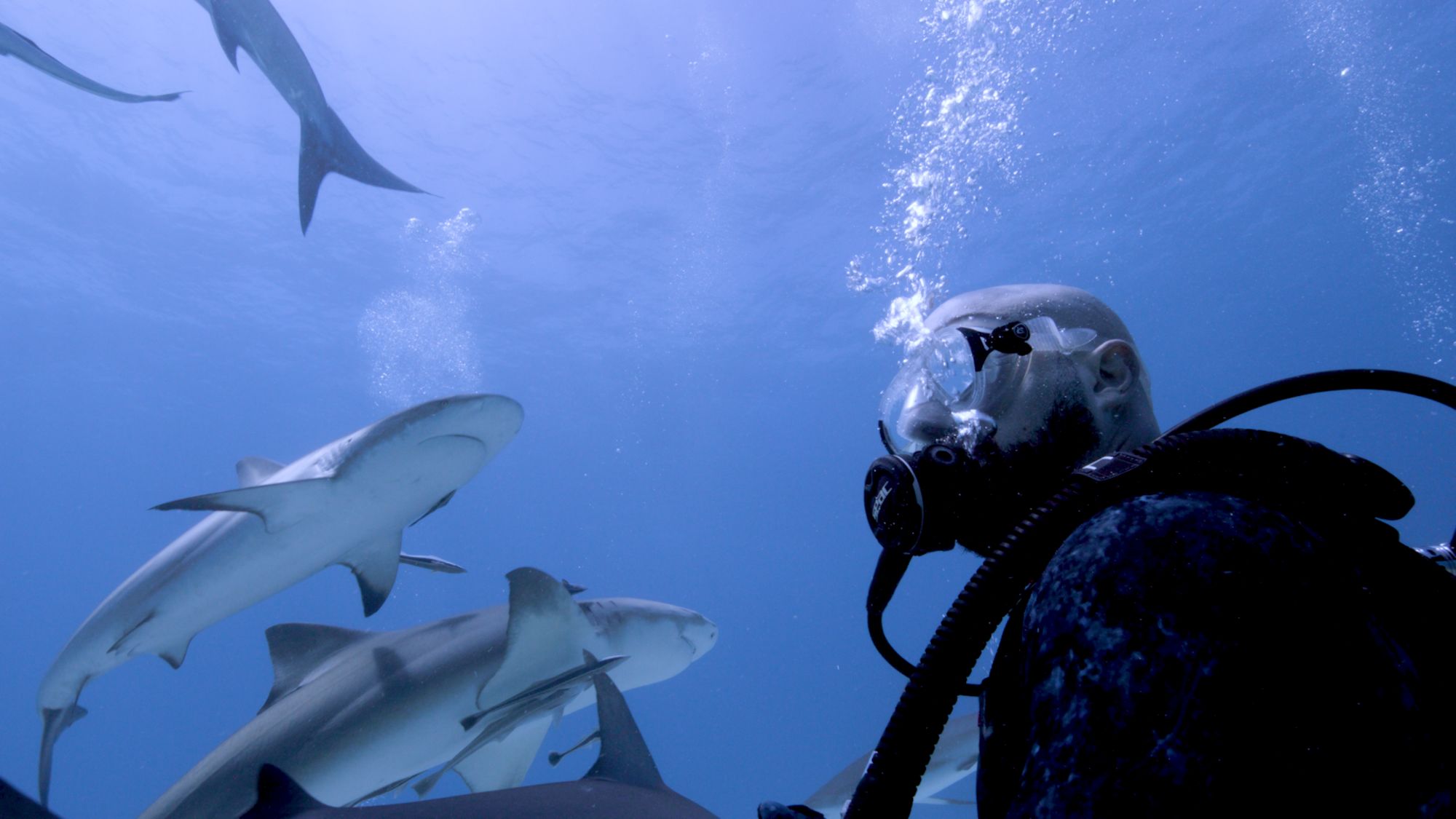 Shark diving is "one of the most profound experiences I’ve ever had," writes Boris Sanchez.