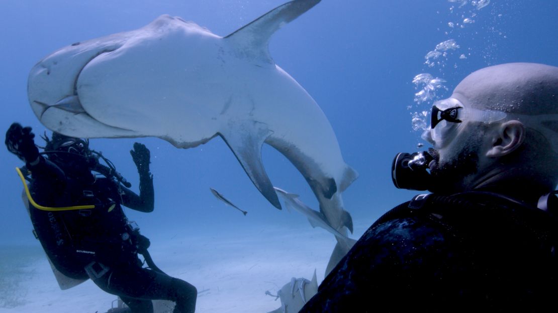 The Bahamas generates about $114 million a year from shark tourism.