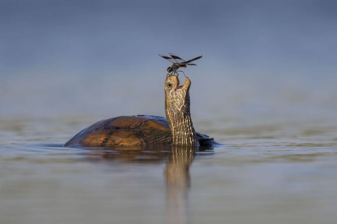 The Happy Turtle: A Balkan pond turtle with a northern banded groundling dragonfly perched on its nose in a moment of coexistence in Israel's Jezreel Valley.