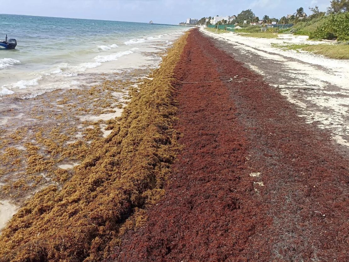 Una estación de monitoreo de la UNAM que rastrea la llegada del sargazo. Foto tomada el 2 de abril de 2025 en Puerto Morelos, México.