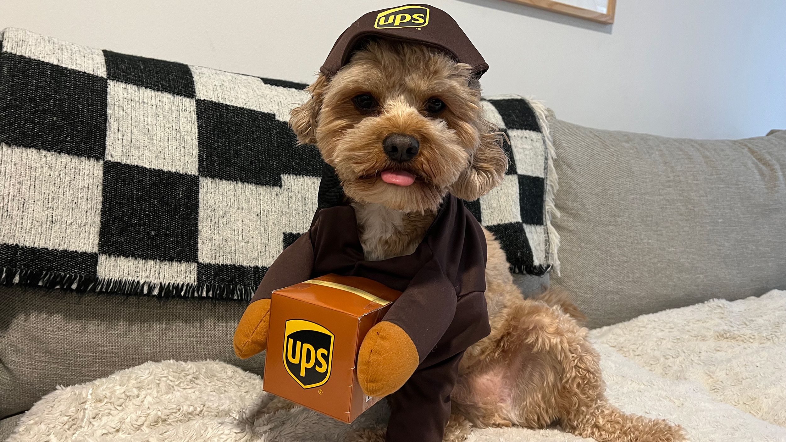 READY TO SHIP Silly Dog Mascot Costume 