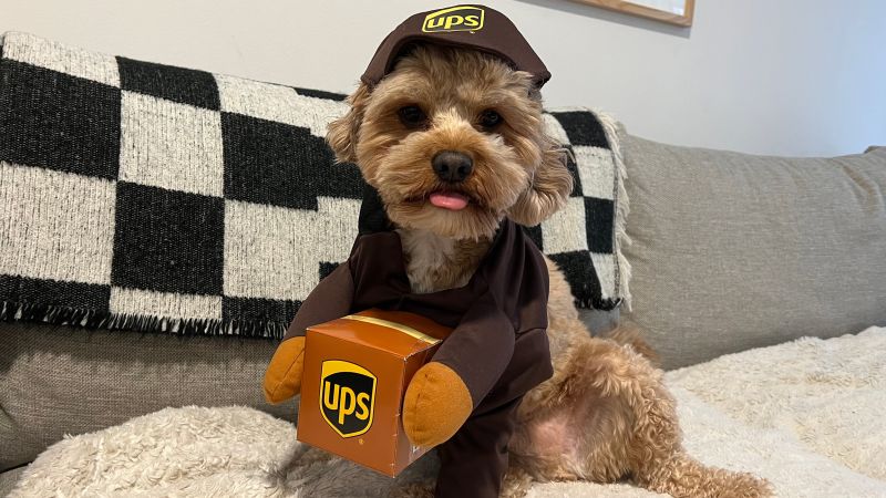 Best Dog Costumes for Large, Medium and Small Dogs